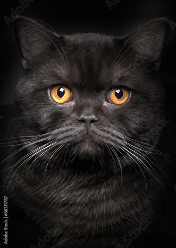Naklejka - mata magnetyczna na lodówkę Portrait of black cat