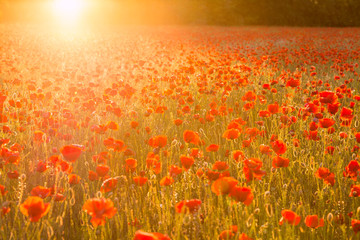 Wall Mural - Poppies field at sunset