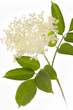 Holunderblüten auf weißem Hintergrund