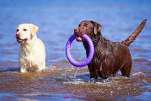Two  Labrador Retriever Dog