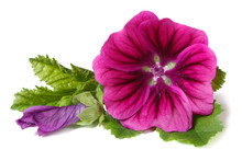 Vibrant Flower Wild Mallow With A Bud Isolated