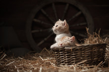 Two Kittens Sleeping In A Basket On Hay In The Barn