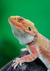 Hypo Leatherback Bearded Dragon perched on log