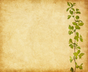 Wall Mural - Branch with young green spring leaves on old paper