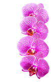 Fototapeta Do przedpokoju - Beautiful row blooming stripped lilac orchid, phalaenopsis is is