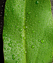 Beautiful Large Green Leaf With Drops Of Water On A Black Backgr