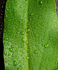 Beautiful large green leaf with drops of water on a black backgr