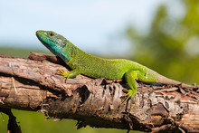 European Green Lizard