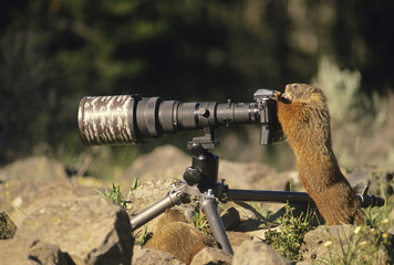 Marmot Photographer