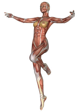 Female Anatomy Figure