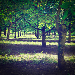 Poster - Walnut Tree