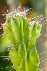 Peruvian cactus - Echinopsis peruviana