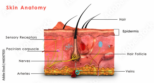 Skin anatomy