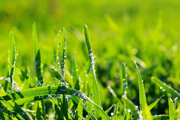 Wall Mural - drops on grass