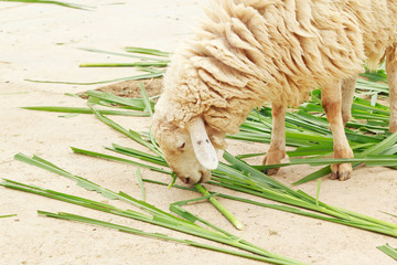 Wall Mural - White sheep smile eating grass