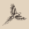 parrot vintage engraved illustration, hand drawn, sketch