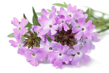 Delicate Purple Flowers Verbena Isolated