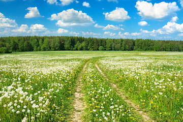 Sticker - summer rural landscape with a blossoming meadow