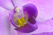 Makroaufnahme von Orchideenblüte