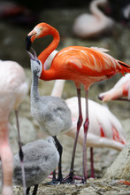 Flamingo Fütterung