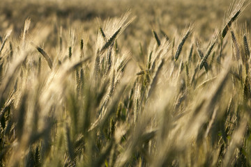 spikelets of wheat