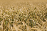 Fototapeta Krajobraz - Wheat field in the countryside