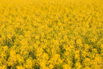 Wall Mural - field of rapeseed