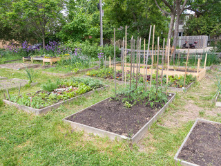 Wall Mural - Community Garden early in season