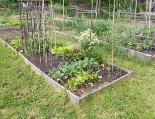 Wall Mural - Community Garden in early summer