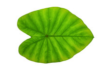 Colocasia Esculenta Green Leaf