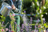 Fototapeta  - Gardening woman watering the flowers in garden