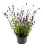 Fototapeta Lawenda - lavender in pot isolated on white