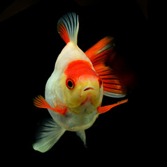 Wall Mural - goldfish isolated on black background