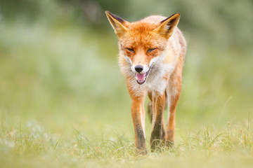 Poster - red fox in the dunes