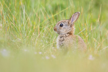 Poster - young wild rabbit