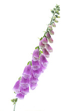 Purple Foxglove Flower