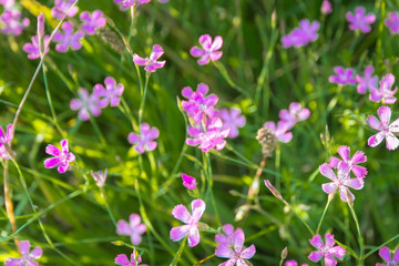 Wall Mural - Pink flowering Maiden Pink plants form close