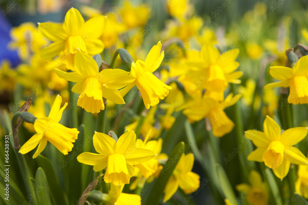 Field of yellow daffodils - narcissus flowers - obrazy, fototapety, plakaty 