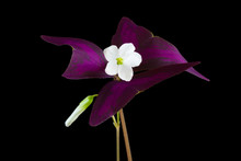 Oxalis Triangularis Or Purple Shamrock On Black Background
