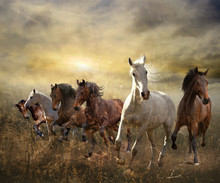 Herd Of Horses Galloping Free At Sunset