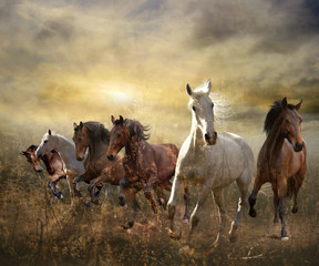 stado koni galopujących swobodnie o zachodzie słońca