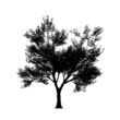 Tree silouette in high resolution