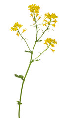 Wall Mural - golden wild mustard flowers on white