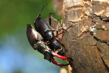 Male And Female Of Stag Beetle. Macro