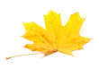 Autumn yellow maple leaf