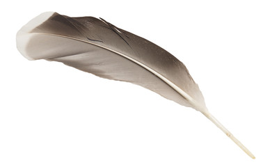 Wall Mural - feather on white background