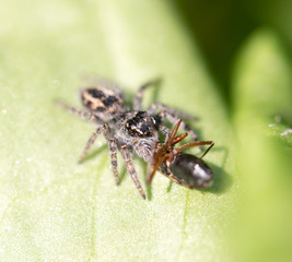 Wall Mural - spider eating an ant. macro