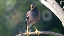 Singing Common Myna In Tree Brunches. Thailand.