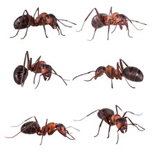Red Ant Formica Rufa On White Background