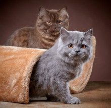 British Longhair Kittens